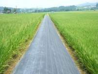 3mm藕池土工膜多少錢